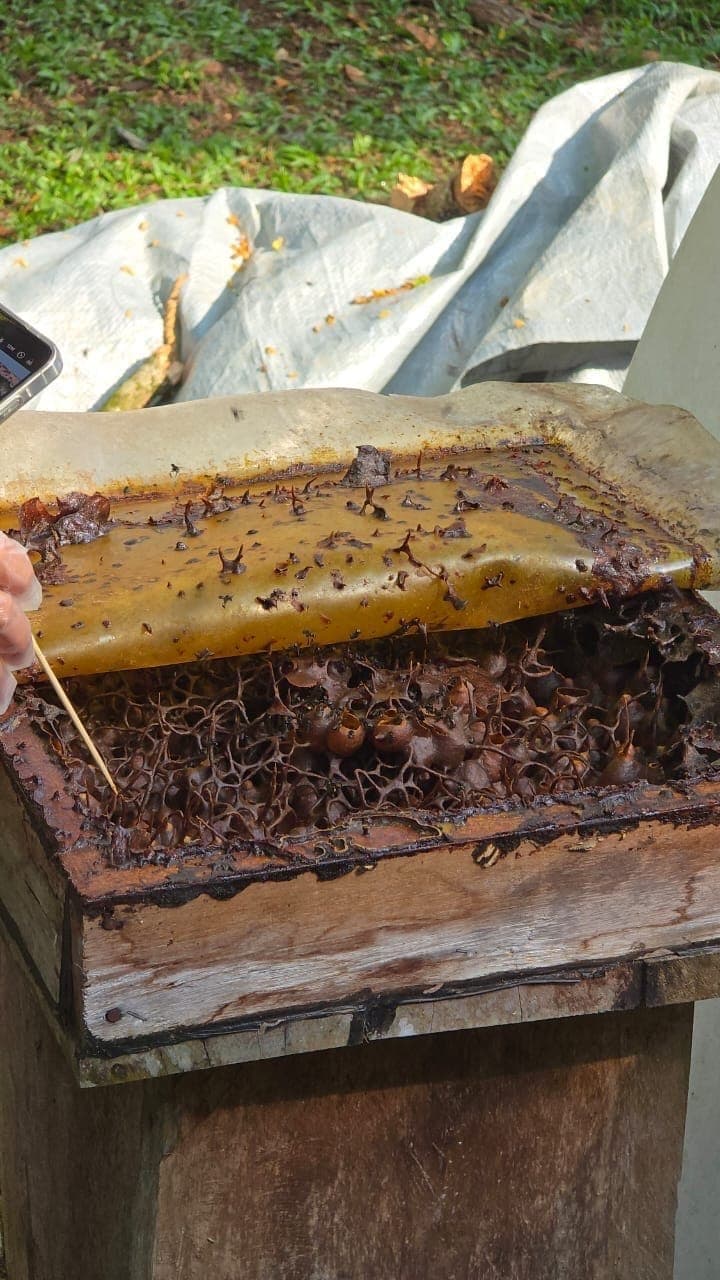 Bees & blossoming gardens