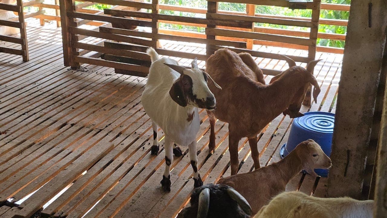 Gentle resident animals